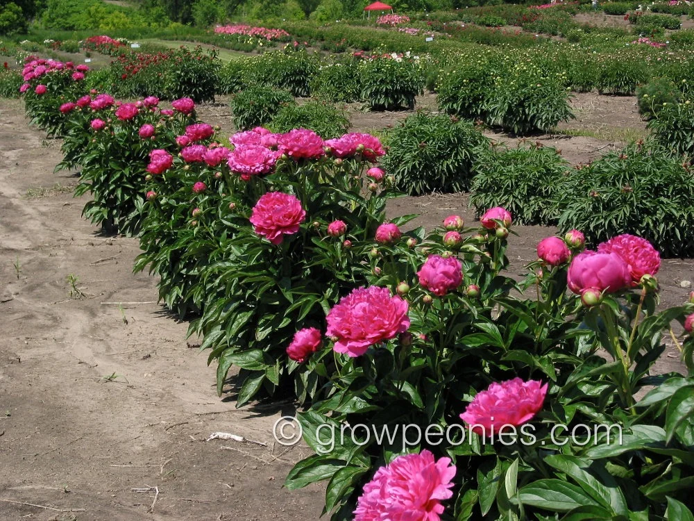 wilford-johnson-peony-side-row.jpg