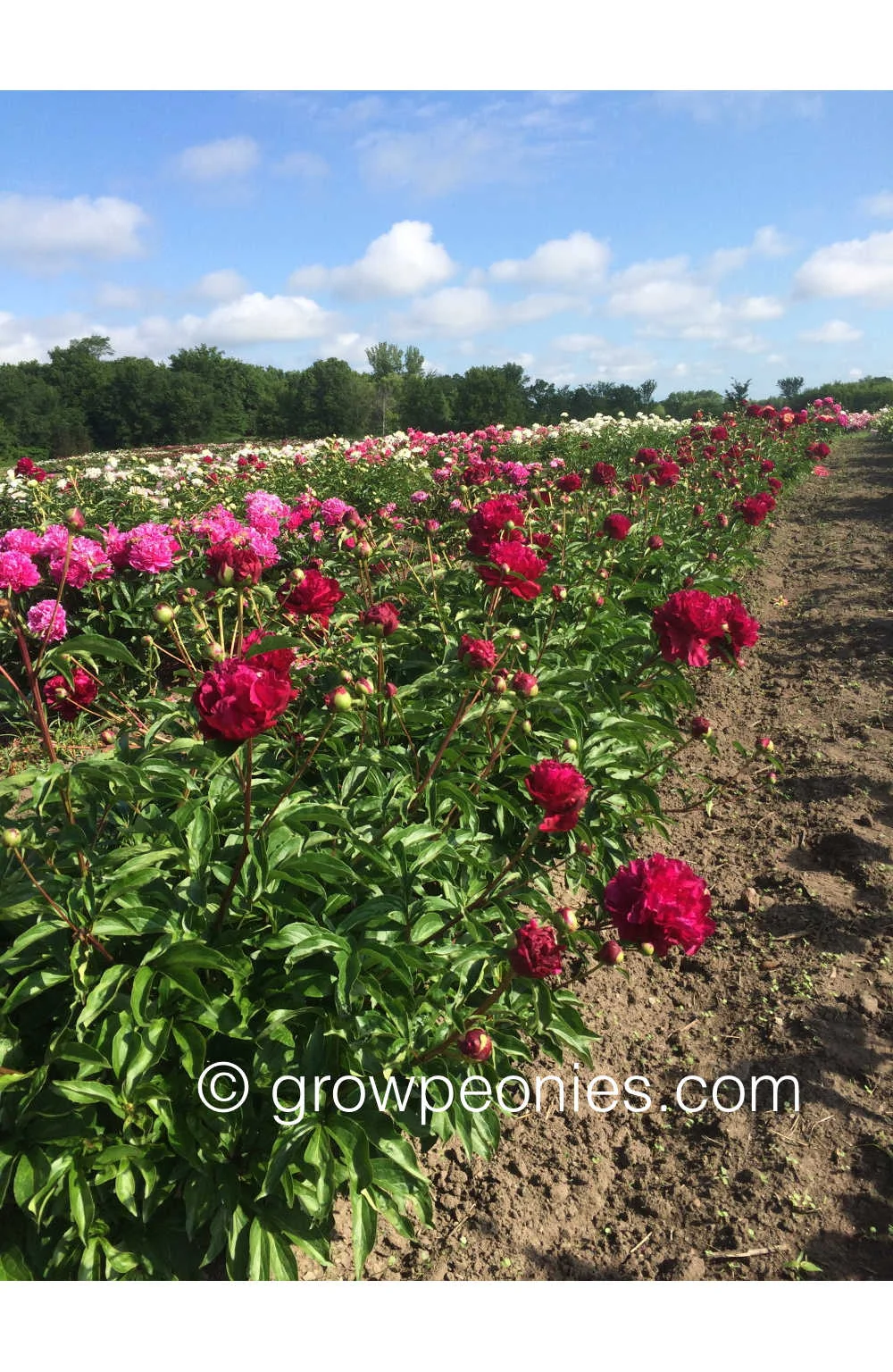 accent-peony-flower-field-block.jpg