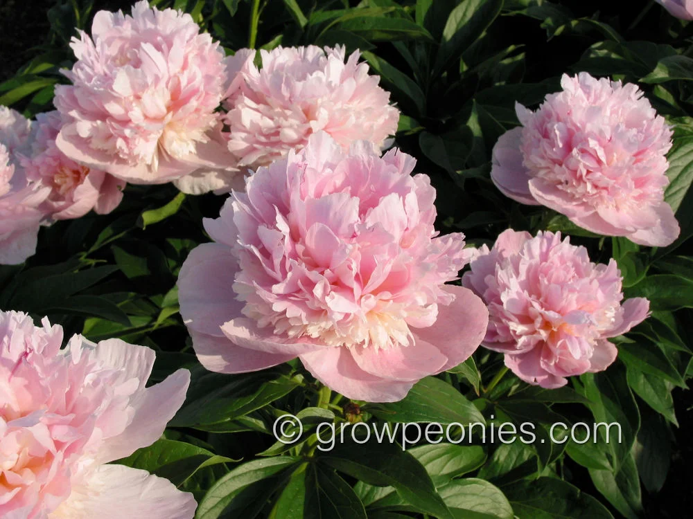 angel-cheeks-peony-clusters .jpg