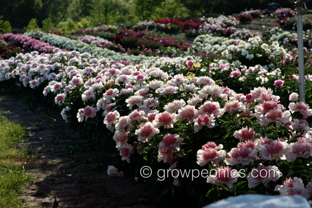 do-tell-peony-field-row.jpg