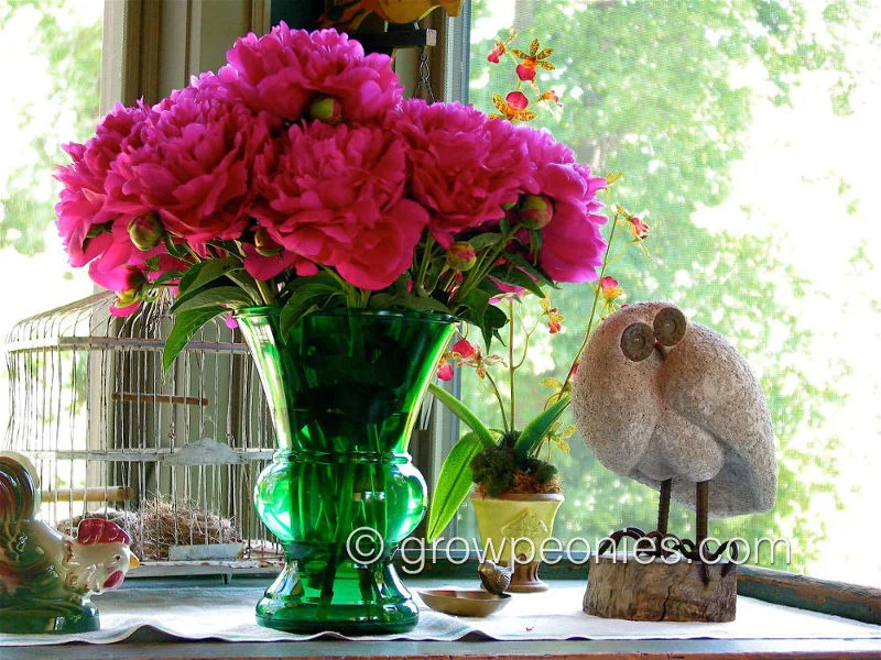 douglas-brand-peony-in-vase.jpg