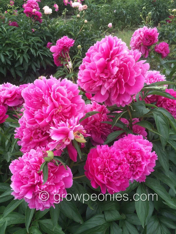 elsie-picket-peony-clusters.jpg