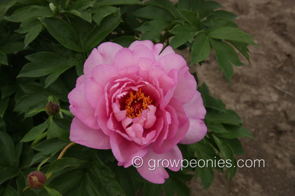 first-arrival-peony-closeup1.jpg
