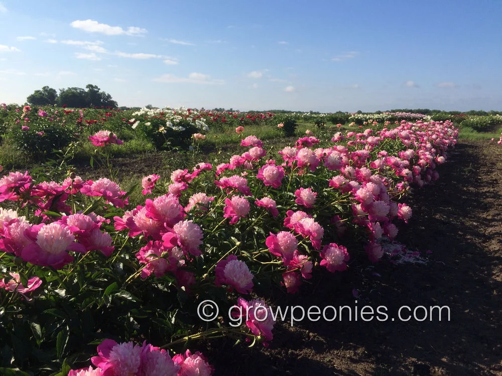 gay-paree-peony-field-row2.jpg