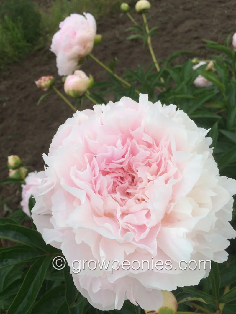 lottie-dawson-rea-peony-closeup.jpg