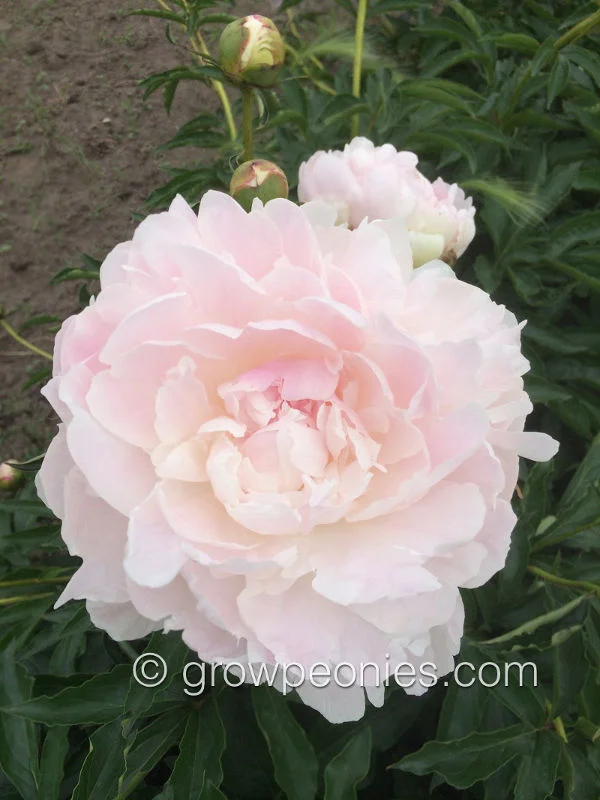 missie's-blush-peony-closeup.jpg