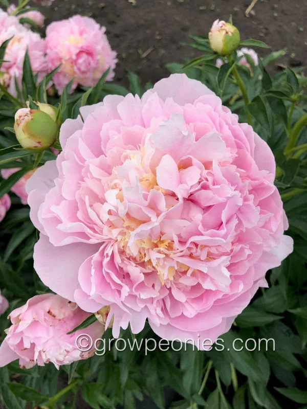 adonis-peony-3.jpg