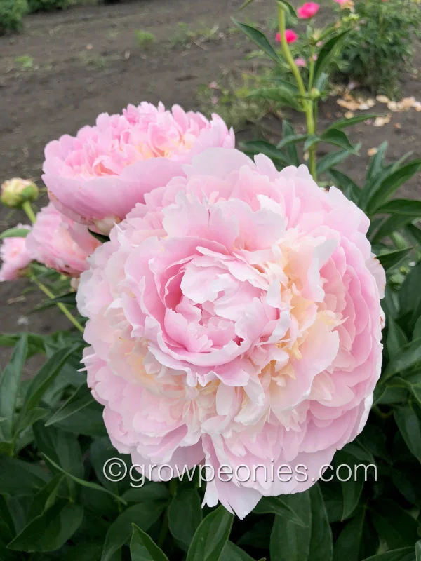 adonis-peony.jpg