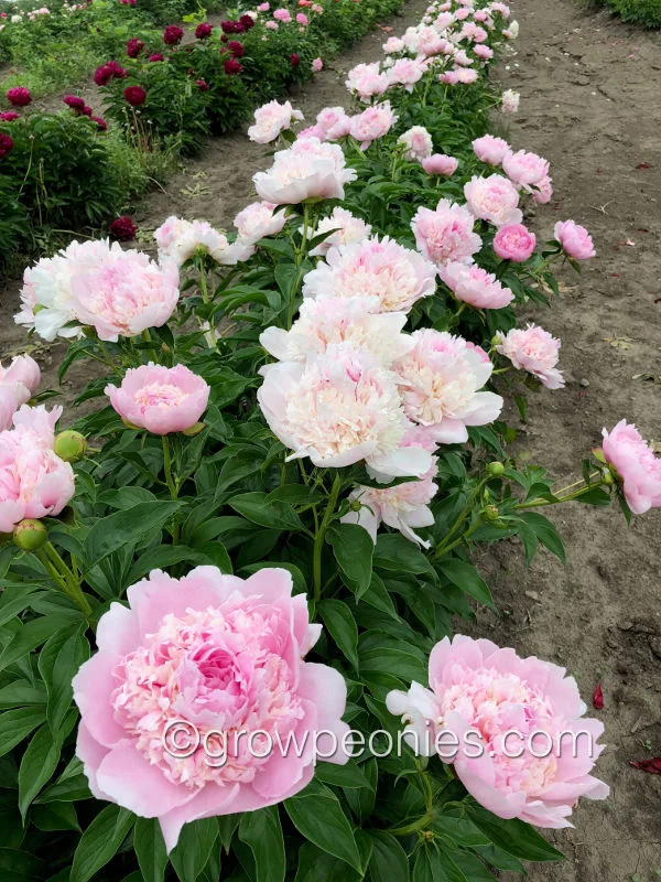 angel-cheeks-peony-row.jpg