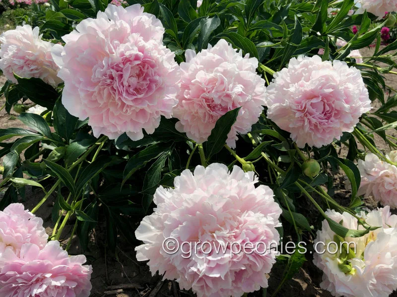 cornelia-shaylor-peony-1.jpg