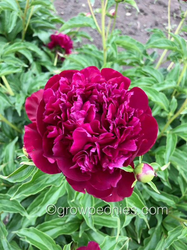 edward-f-flynn-peony-4.jpg