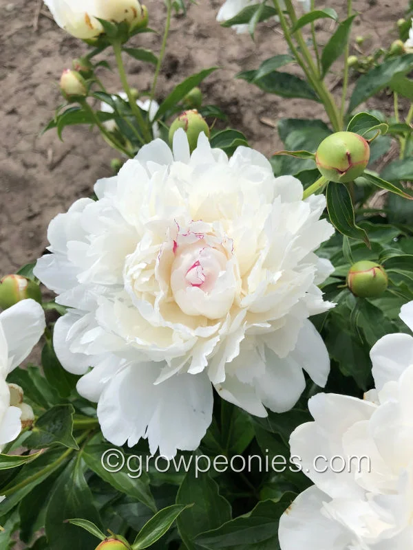 festiva-maxima-peony-1.jpg