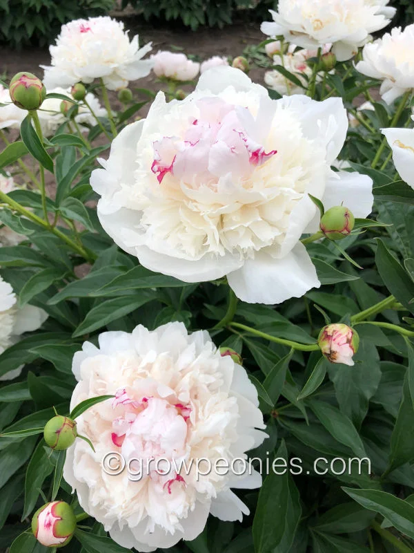 madame-de-verneville-peony-2.jpg