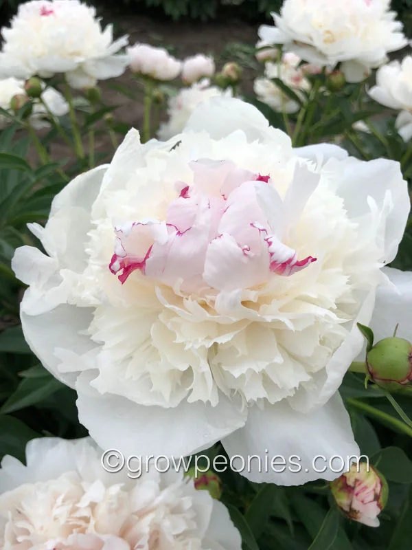 madame-de-verneville-peony-4.jpg