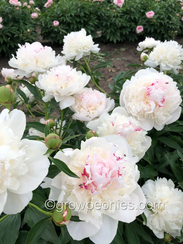 madame-de-verneville-peony.jpg
