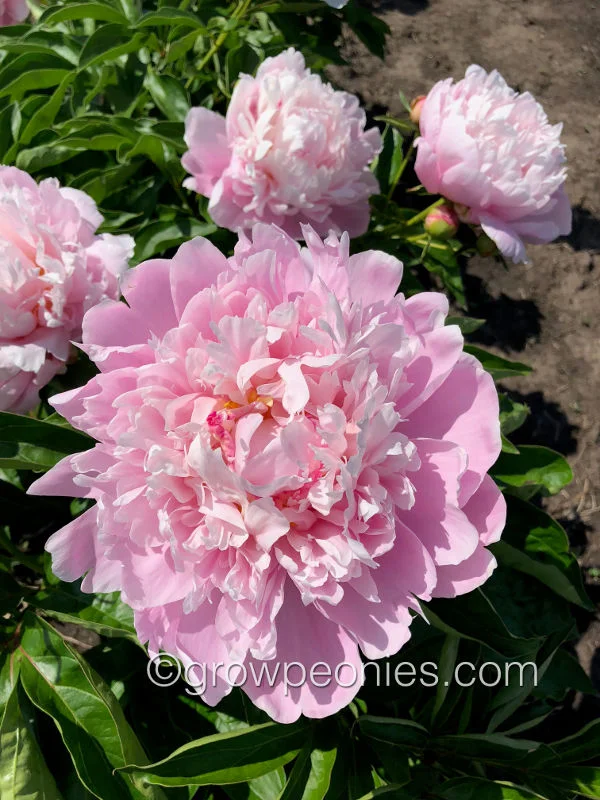mrs-euclid-snow-peony-1.jpg