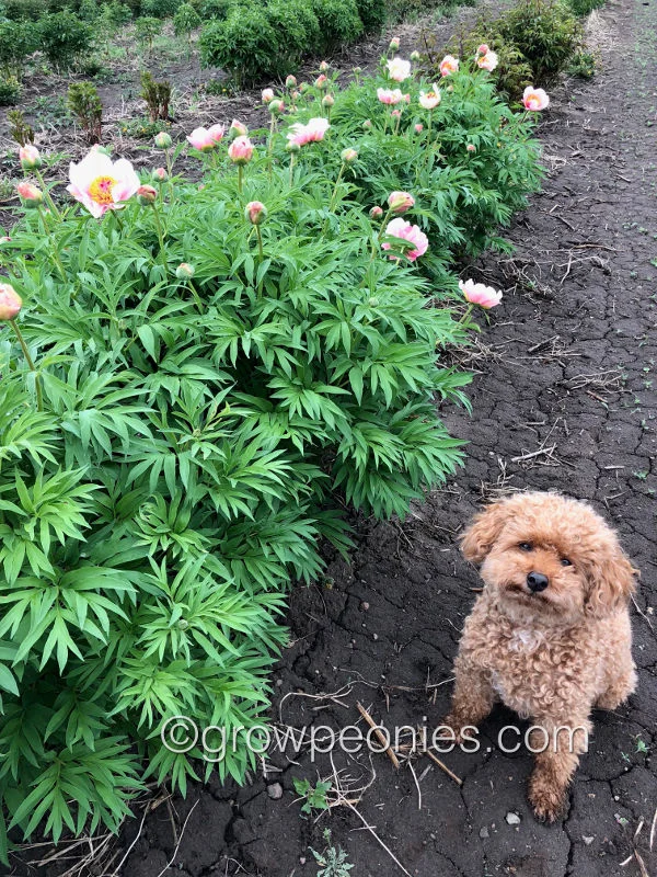 nosegay-peony-row-with-jax.jpg