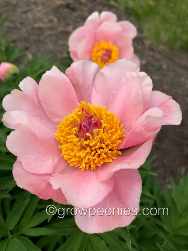 nosegay-peony-1.jpg