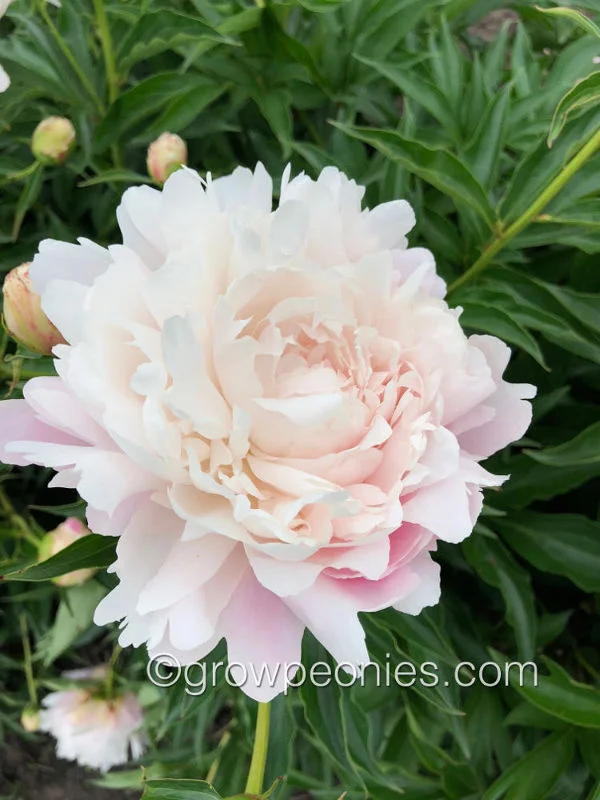 old-lace-peony-10.jpg