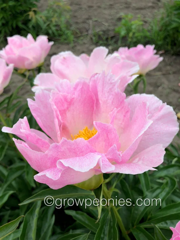pink-princess-peony.jpg