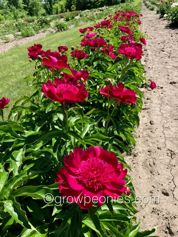 port-royale-peony-3.jpg