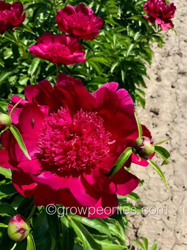 port-royale-peony-4.jpg