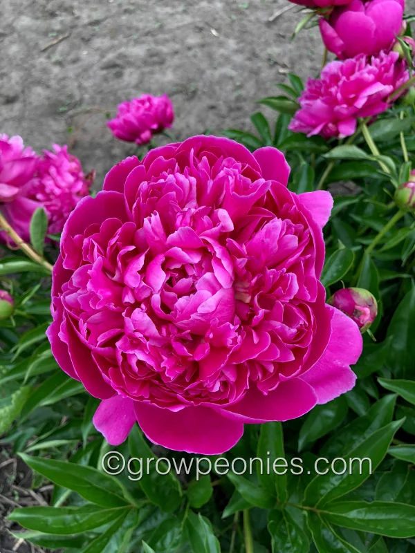 shawnee-rose-peony.jpg