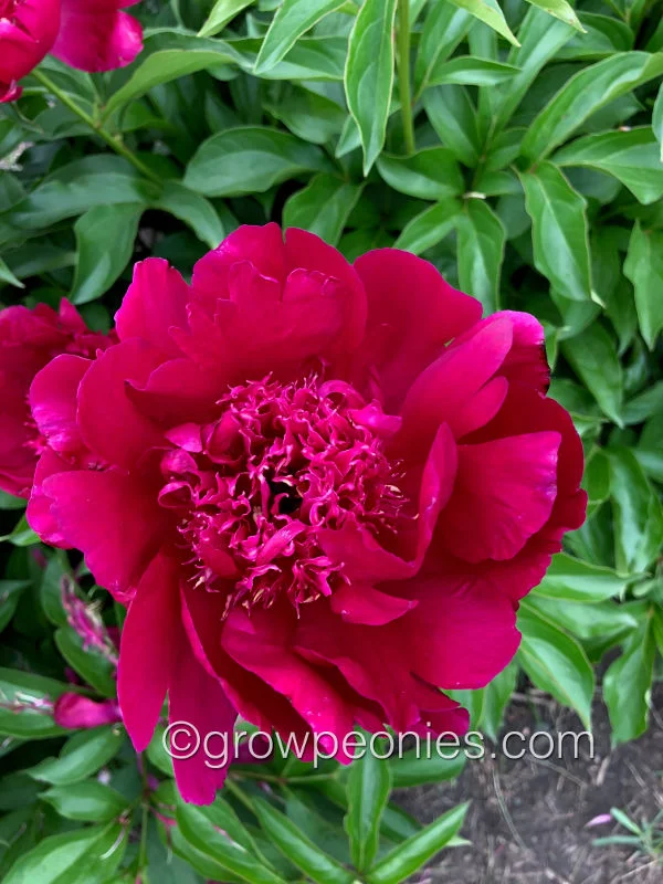 wine-red-peony.jpg