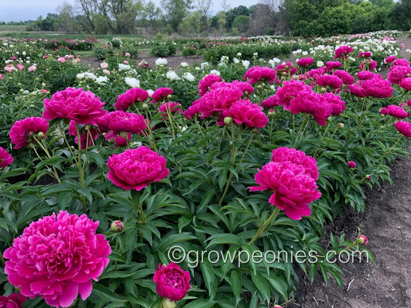 elsie-picket-peony-7.jpg