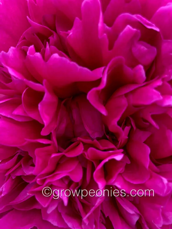 douglas-brand-peony-close-up.jpg
