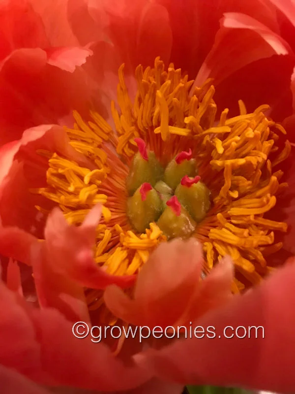 coral-charm-peony-close-up.jpg