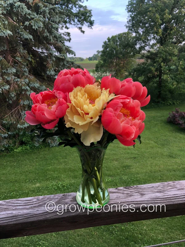 coral-and-yellow-peony-vase.jpg