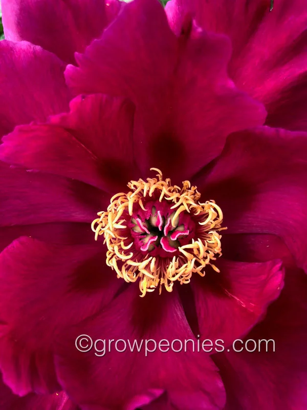 scarlet-heaven-peony-3.jpg