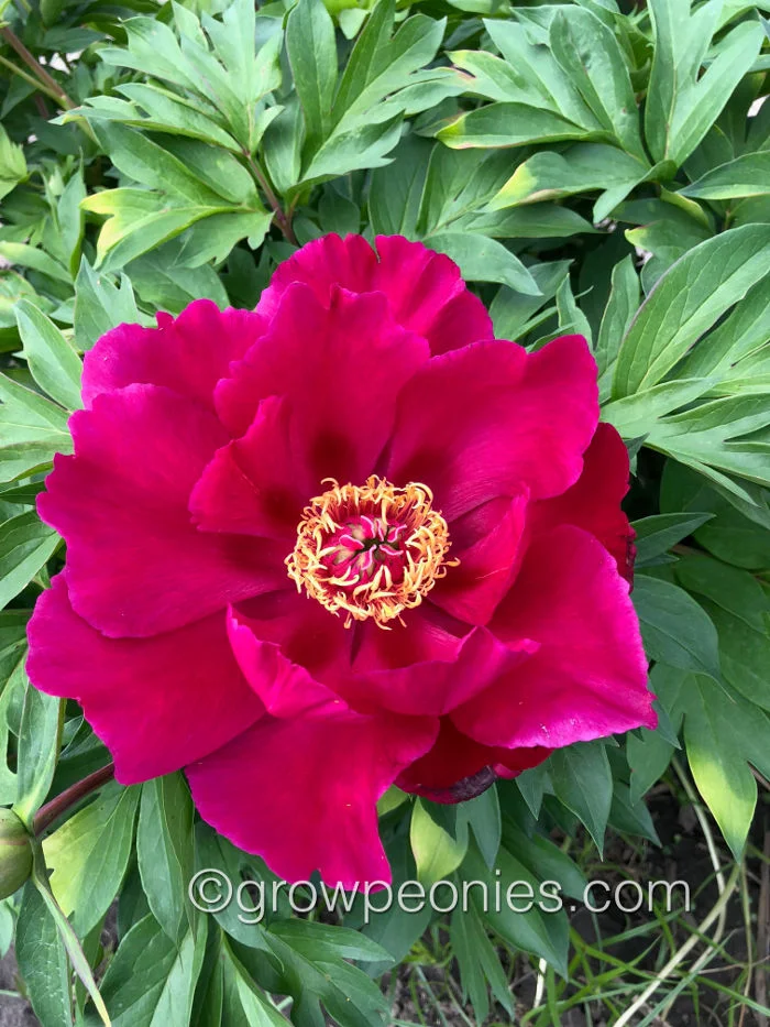 scarlet-heaven-peony.jpg