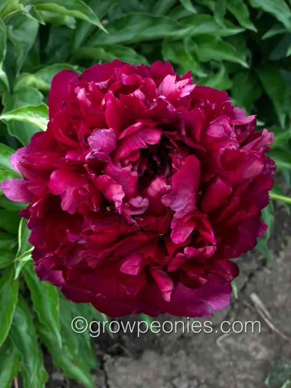 highlight-peony-8.jpg