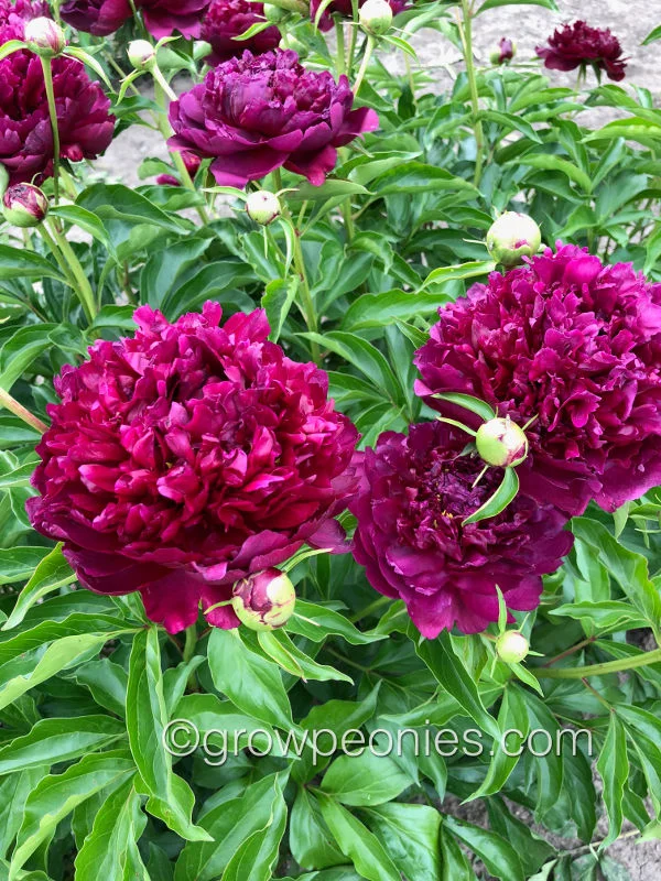 highlight-peony-13.jpg