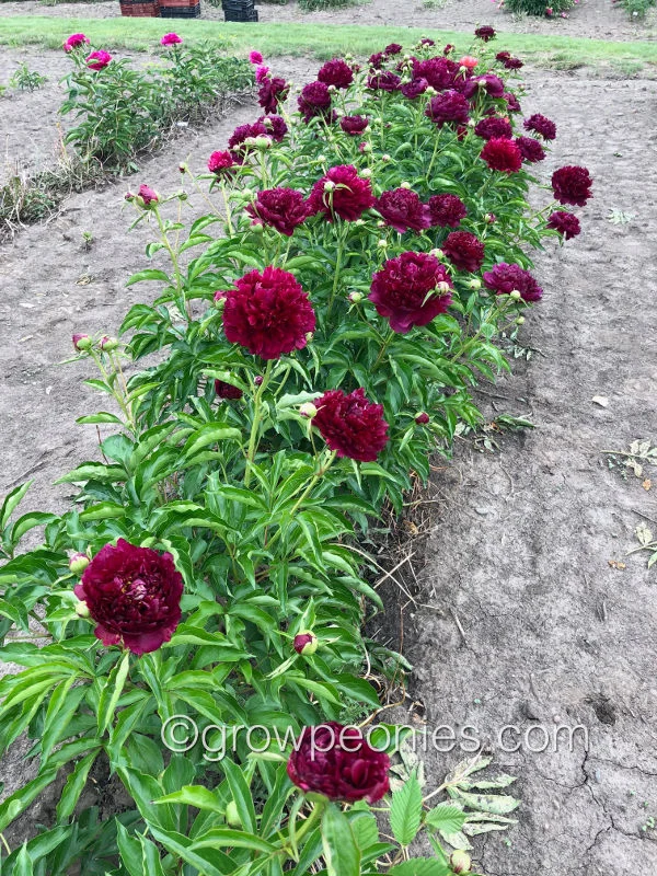 highlight-peony-field-row.jpg