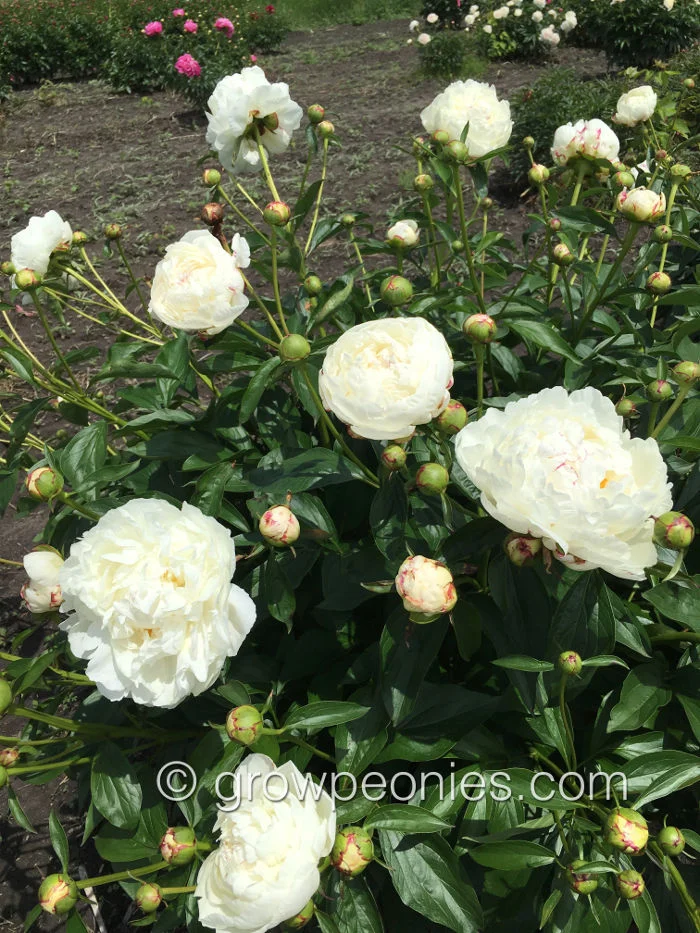 frances-willard-peony-clusters.jpg