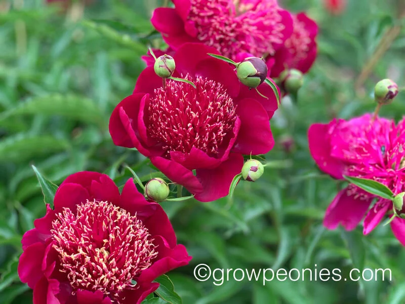 Red Peonies Red Peonies