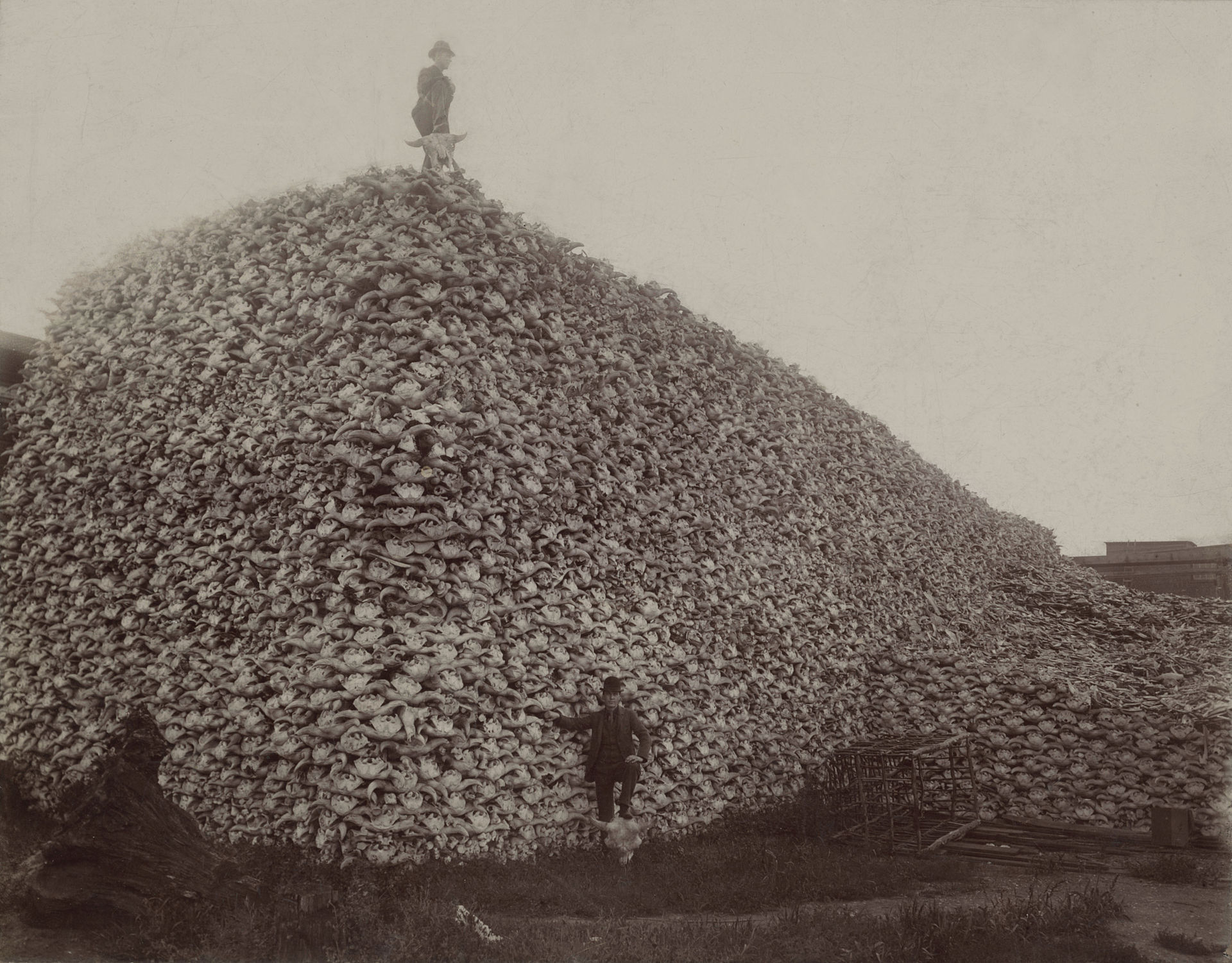 Bison skulls