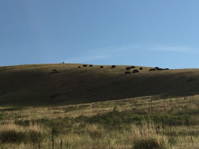 Bison on the move in the National Bison Range