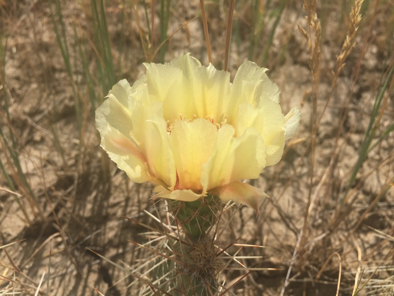 Prickly pear in bloom