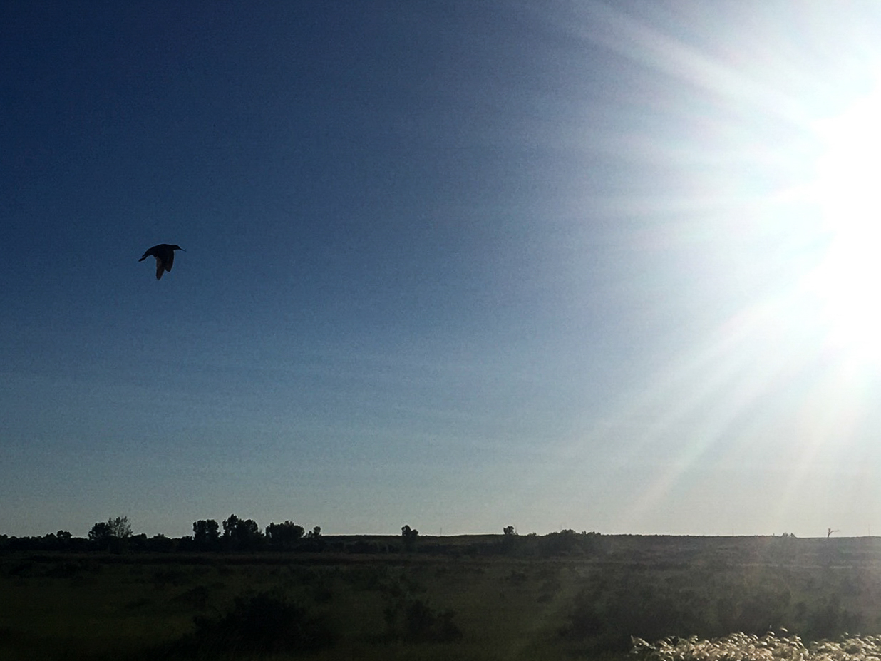 Sunrise on the prairie