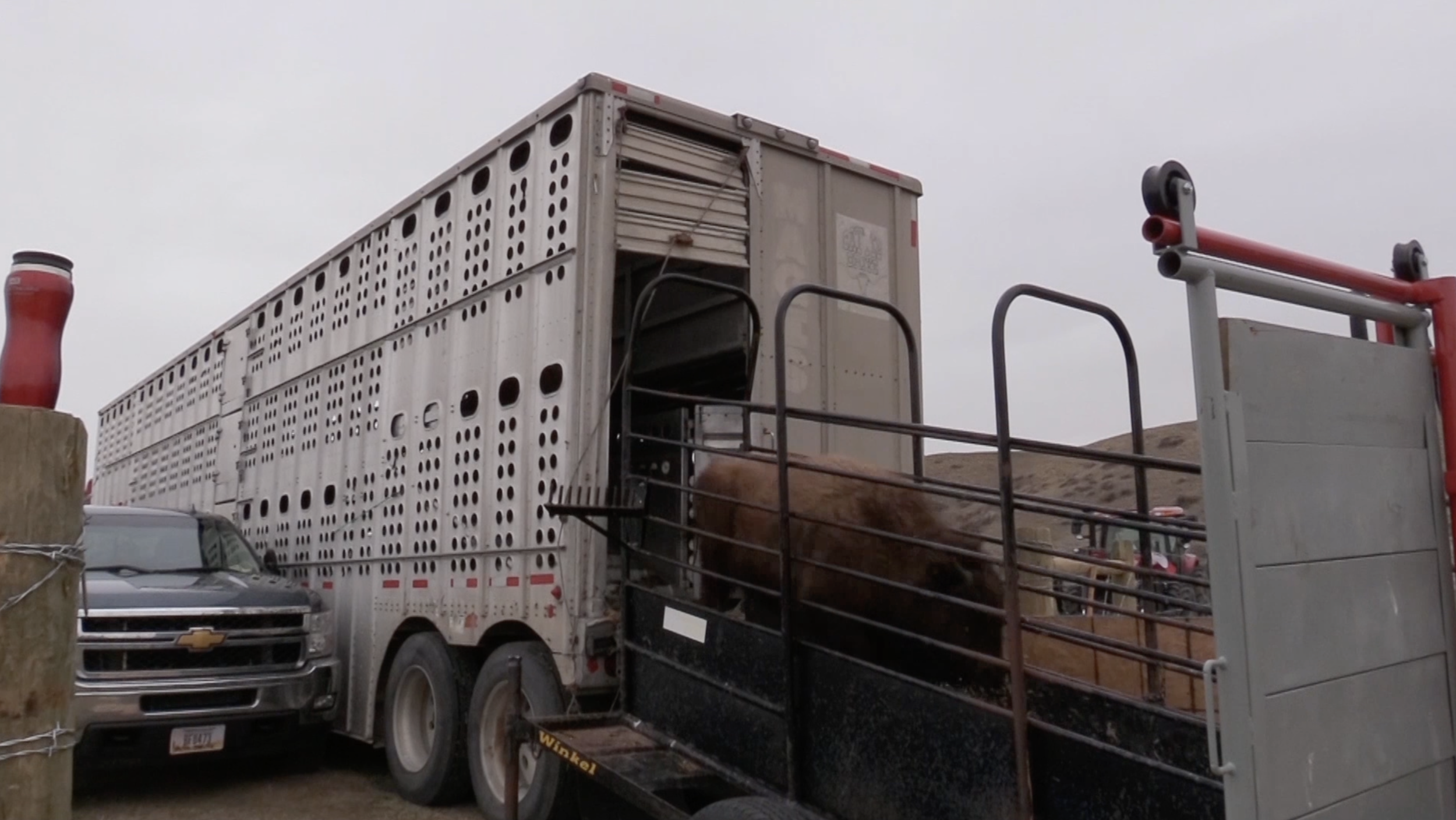 Bison returning to the Blackfeeet Nation - photo by Reuben Maness/Oakland Zoo.