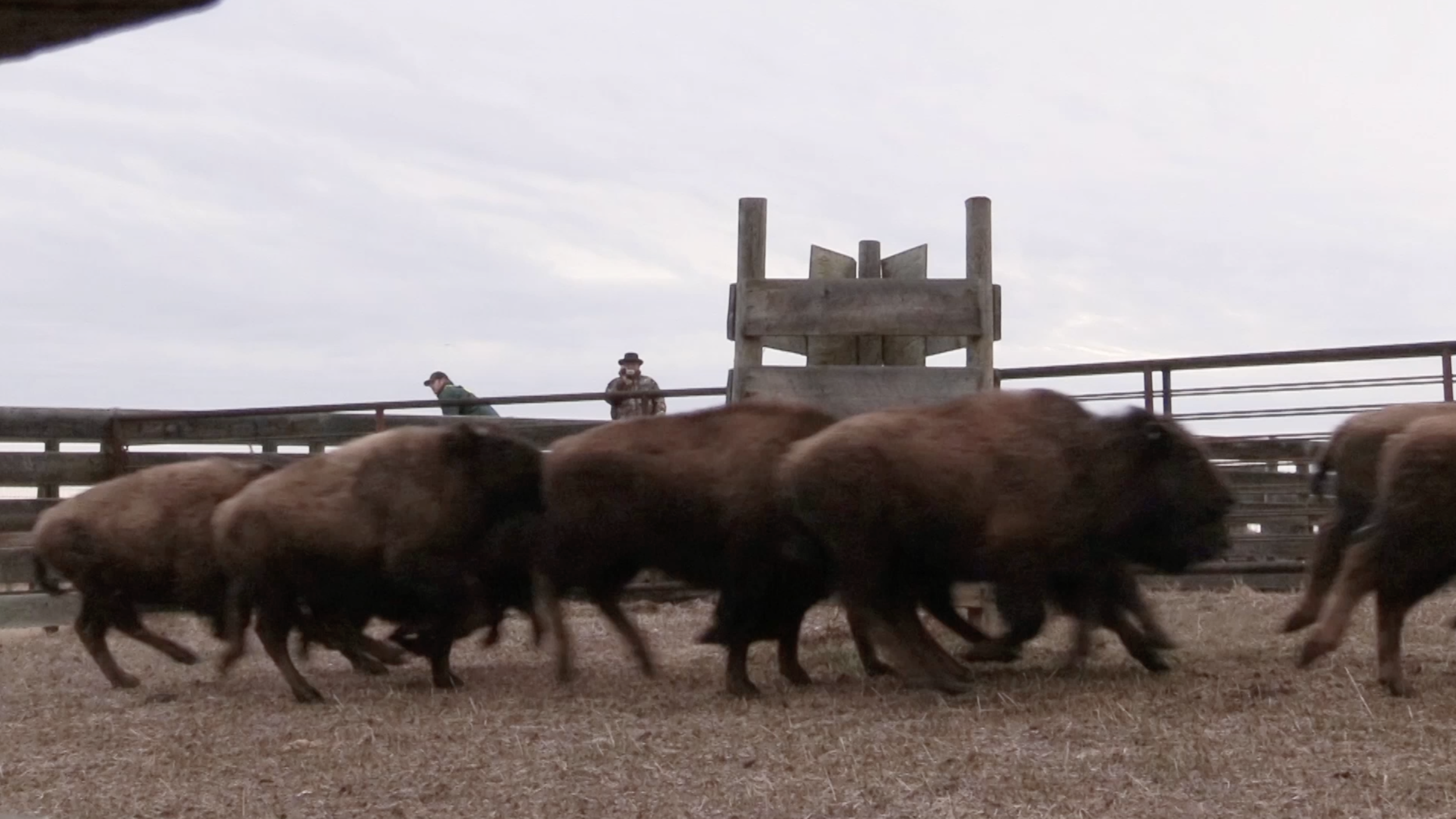 Bison from Canada's Elk Island National Park returning to the Blackfeeet Nation - photo by Reuben Maness/Oakland Zoo