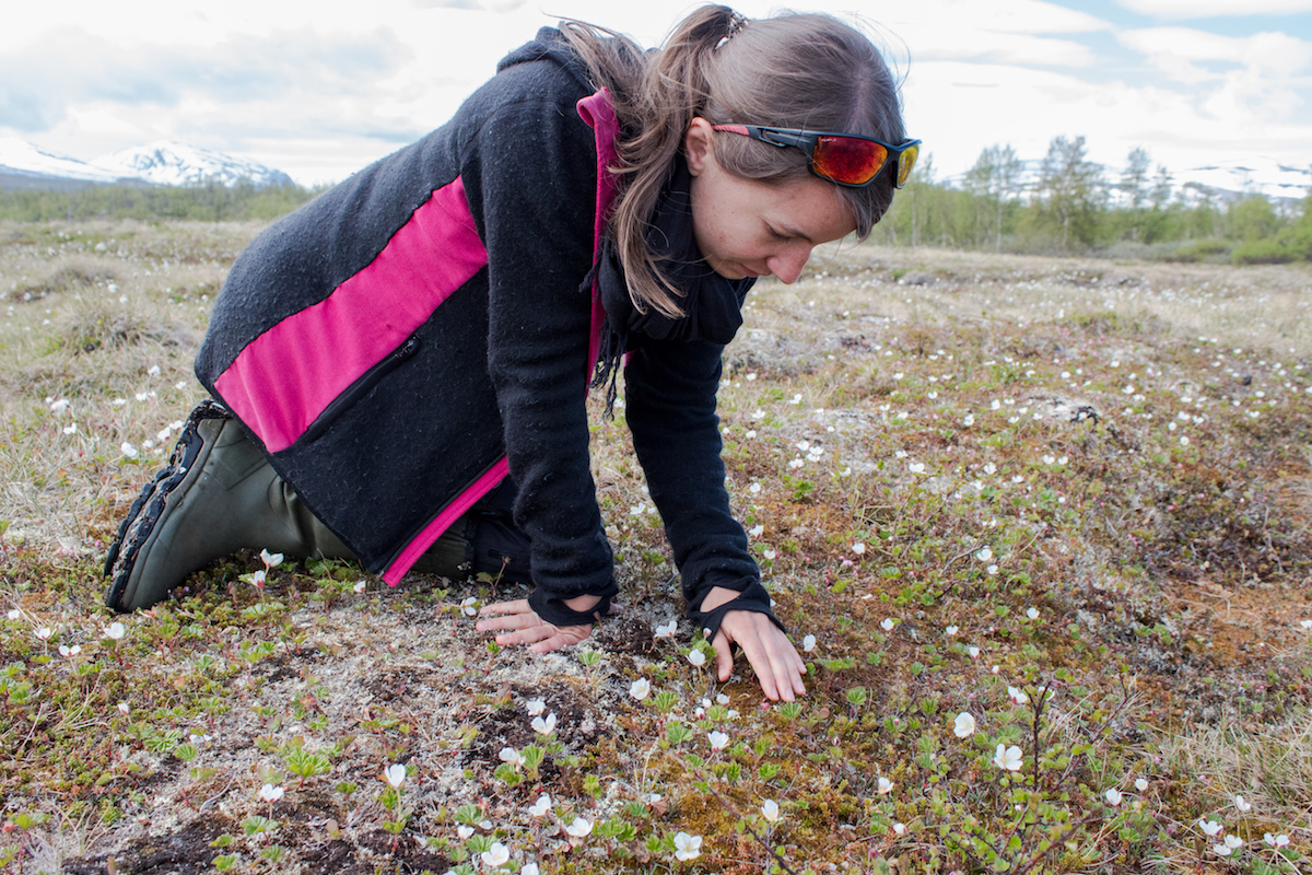 Gesche Blume-Werry studies the interaction of plants and permafrost.