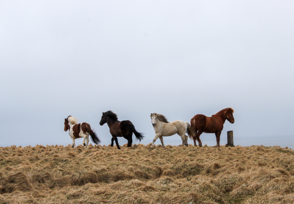 Icelandic horses on Grímsey Island