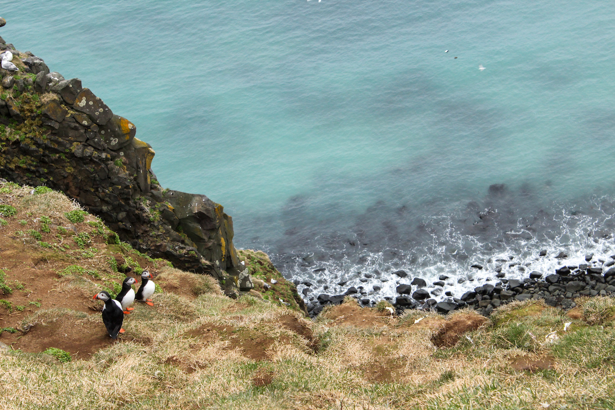 Puffins gather on the cliffs of Grímsey Island.