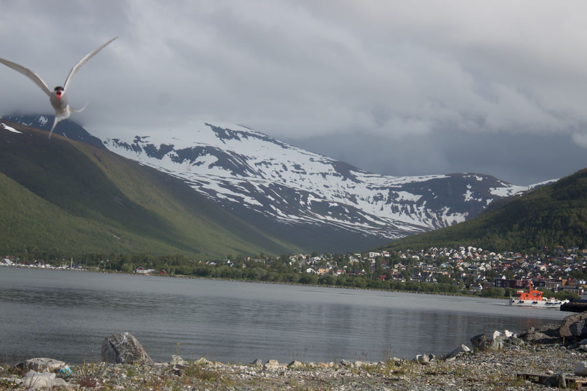 An Arctic tern comes in for the kill.