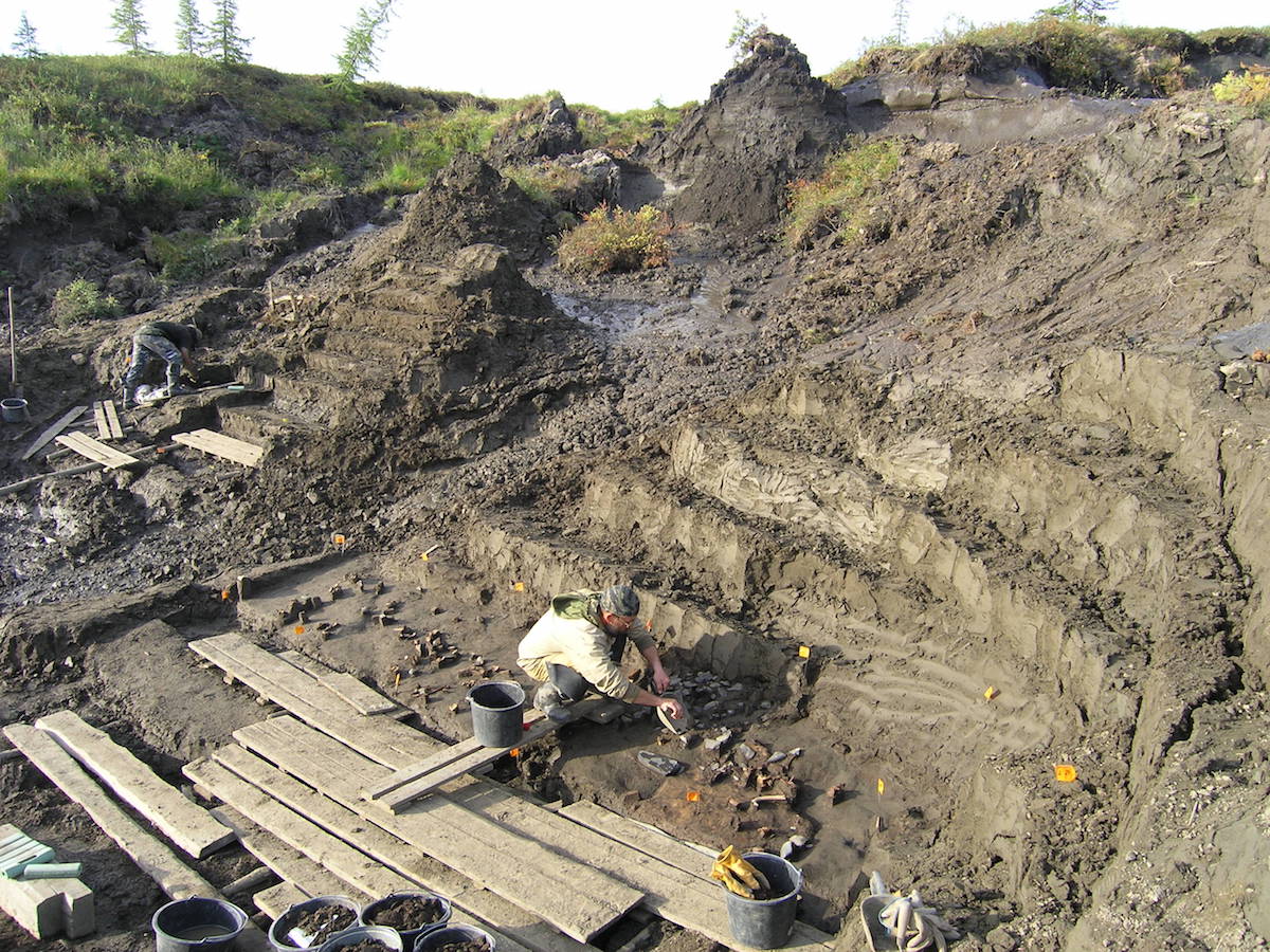 Excavation at the Yana River Site in Siberia